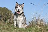 ALASKAN MALAMUTE 153